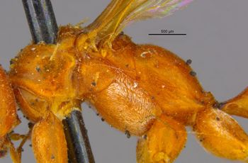 Media type: image;   Entomology 26738 Aspect: thorax lateral